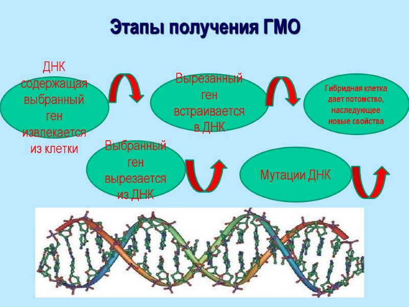 Этапы получения ГМО ДНК содержащая выбранный ген извлекается из клетки Выбранный ген вырезается из